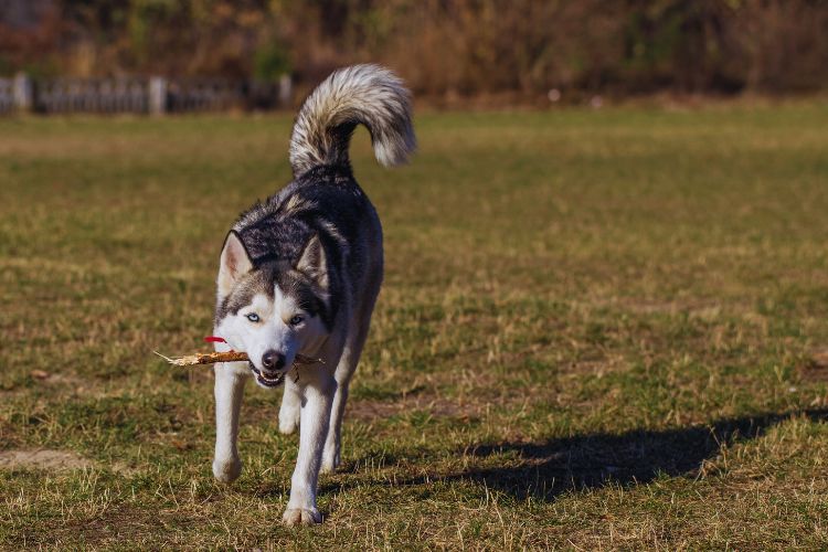 cachorro husky siberiano com graveto na boca