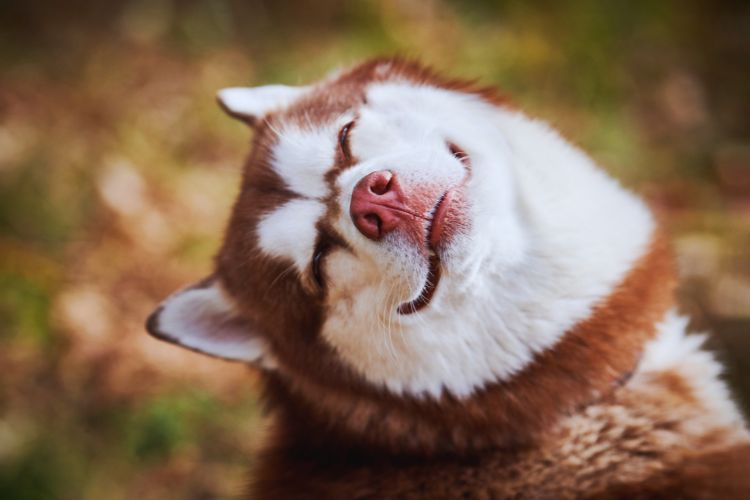 cachorro husky siberiano com o pescoço para trás