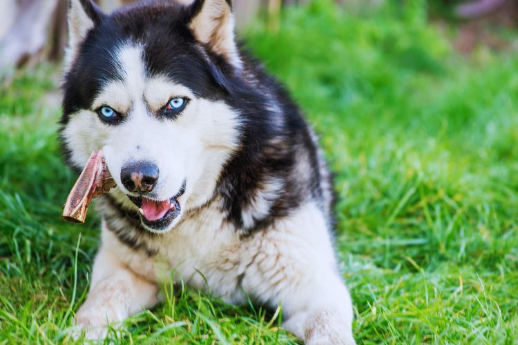 cachorro husky siberiano comendo osso