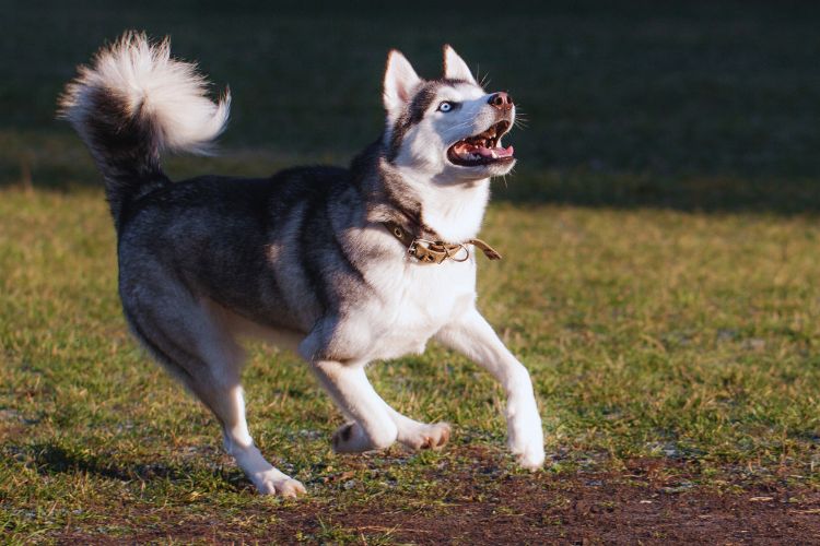 achorro husky siberiano correndo e olhando para cima