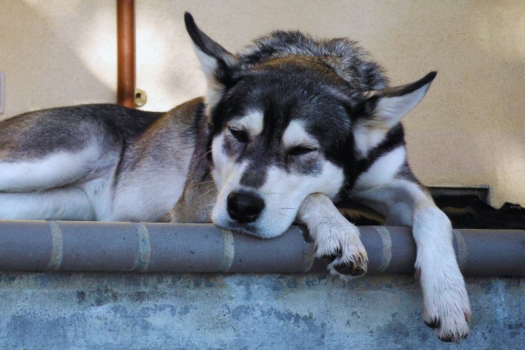 cachorro husky siberiano dormindo