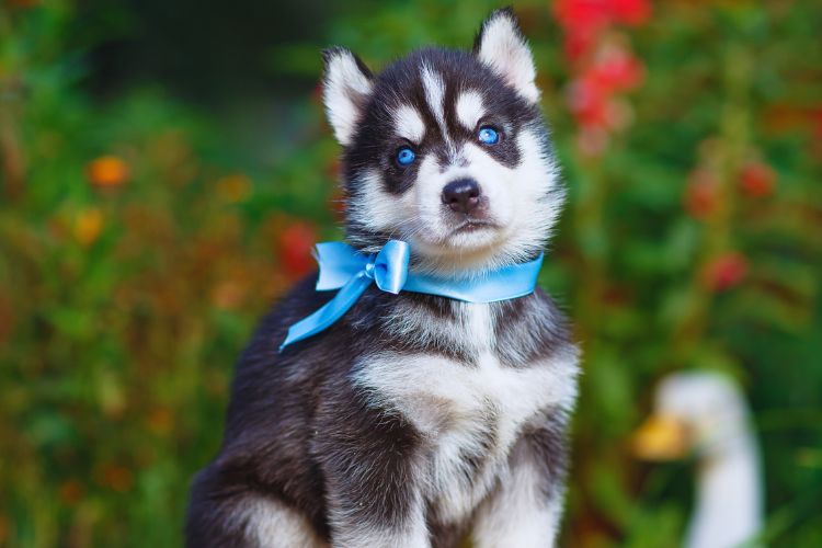 cachorro husky siberiano filhote