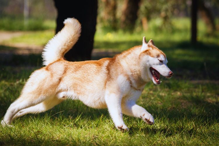 cachorro husky siberiano marrom correndo