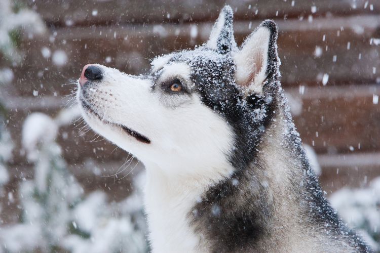 cachorro husky siberiano na neve