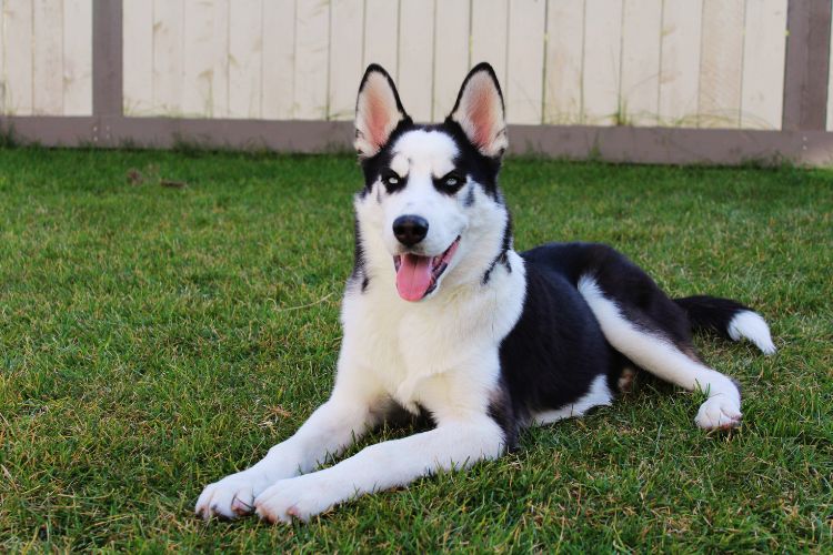 cachorro husky siberiano no quintal