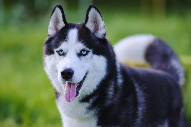 cachorro husky siberiano olhando para frente