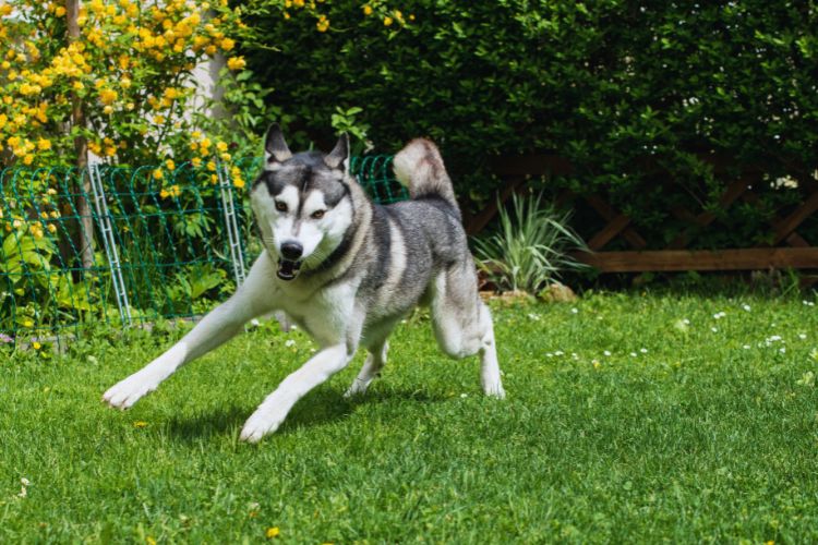 cachorro jusky siberiano brincando no jardim