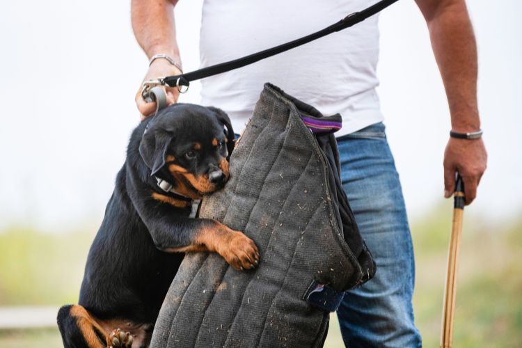 cachorro rottweiler filhote no treinamento com homem