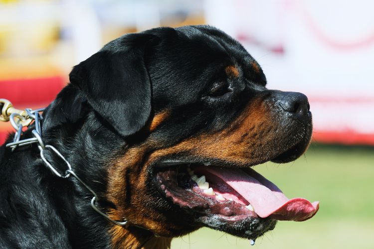 cachorro rottweiler italiano com a boca aberta