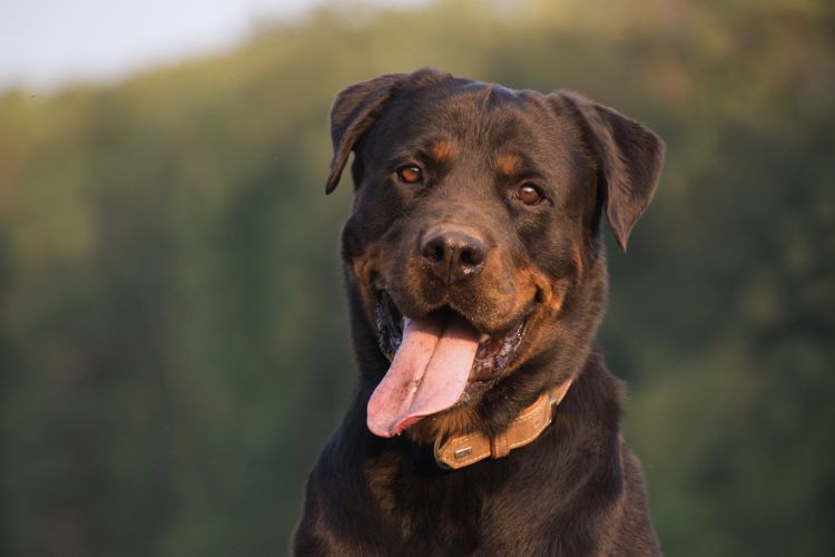 cachorro rottweiler marrom olhando para frente