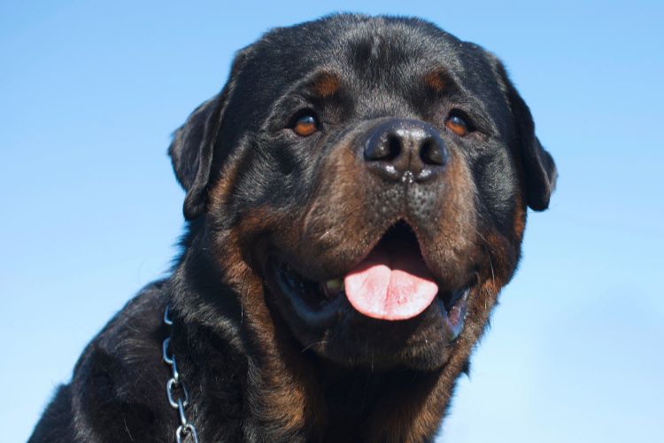 cachorro rottweiler preto olhando pra frente