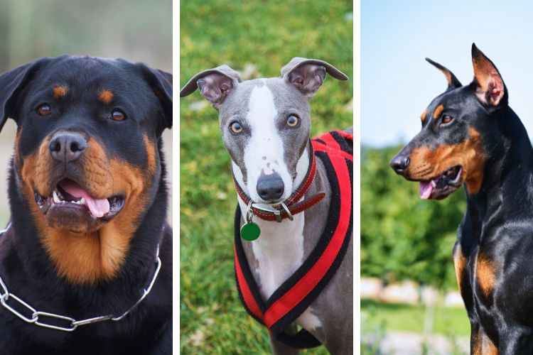 cachorros doberman greyhound e rottweiler