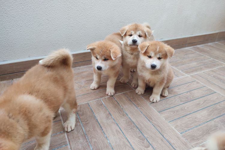 cachorros filhotes de akita juntos