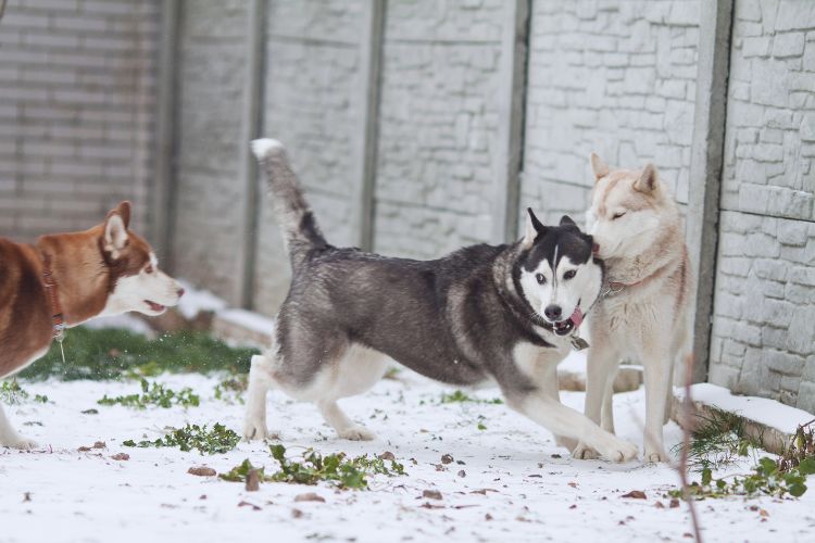 cachorros husky siberianos em trio no quintal