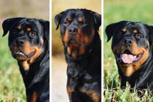 cachorros rottweiler em trio na grama