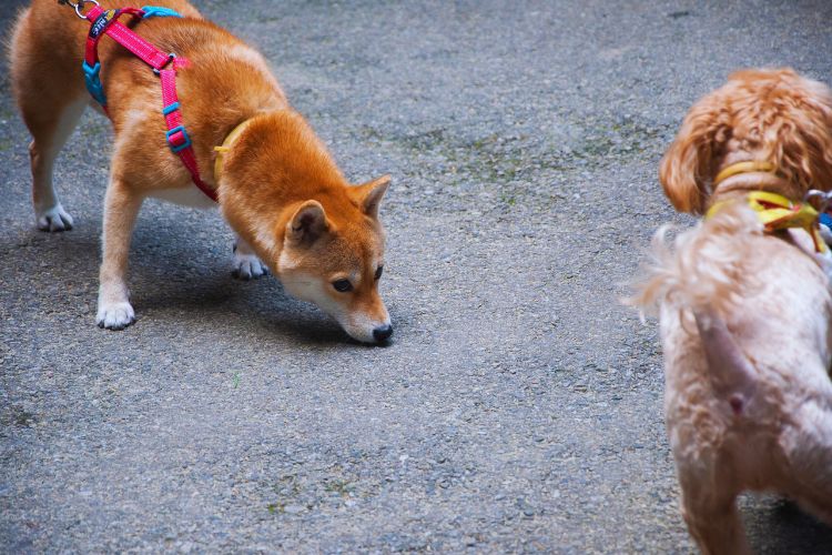 cachorrro akita farejando o chão