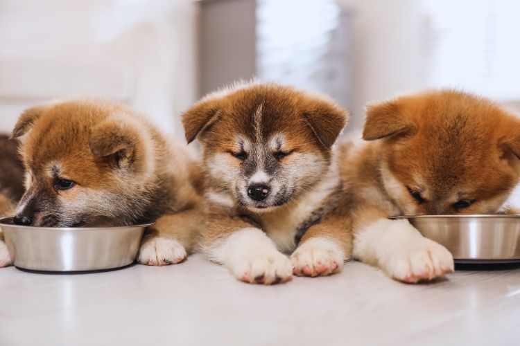 dois cachorros akiatas filhotes comendo e um descansando