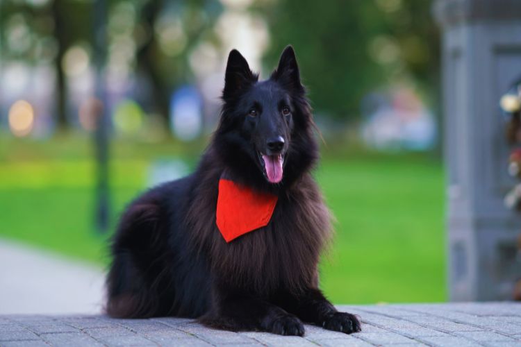 pastor belga Groenendael no parque