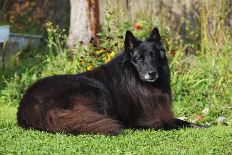 pastor belga Groenendael descansando