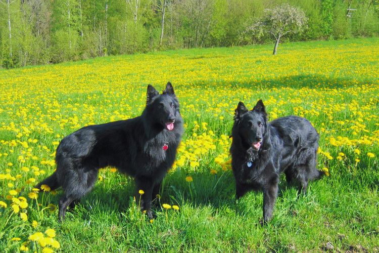 pastor belga Groenendael no campo