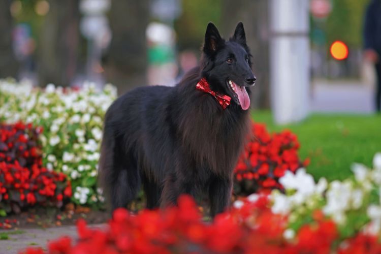 pastor belga Groenendael no jardim