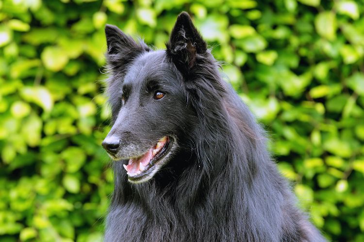 pastor belga Groenendael olhando para o lado