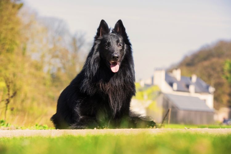 pastor belga Groenendael deitado na grama