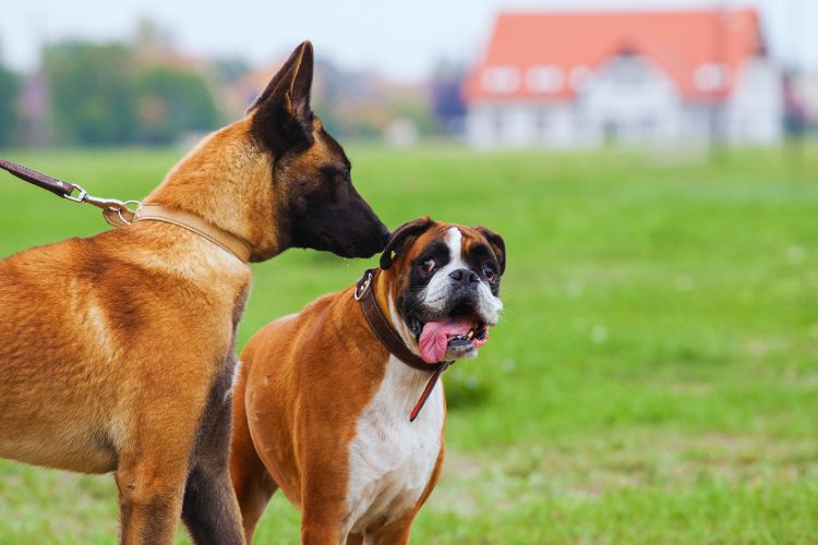 pastor belga melanois e bulldog juntos