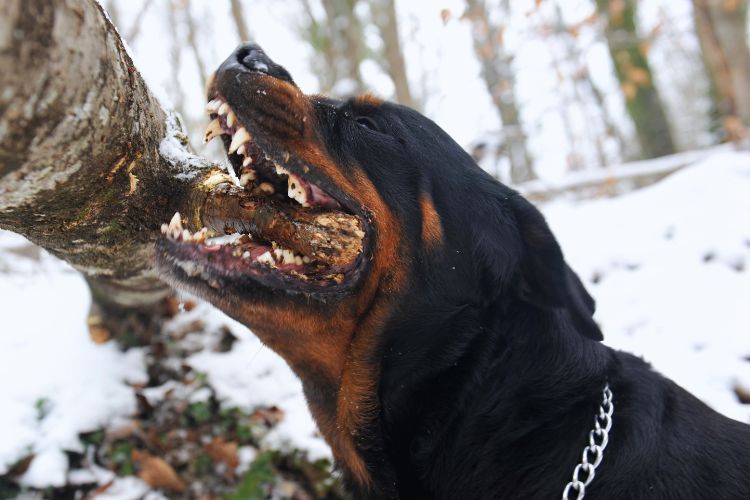 rottweiler alemão mordendo galho de arvore