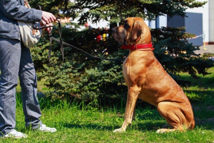 cachorro obedecendo ao dono 