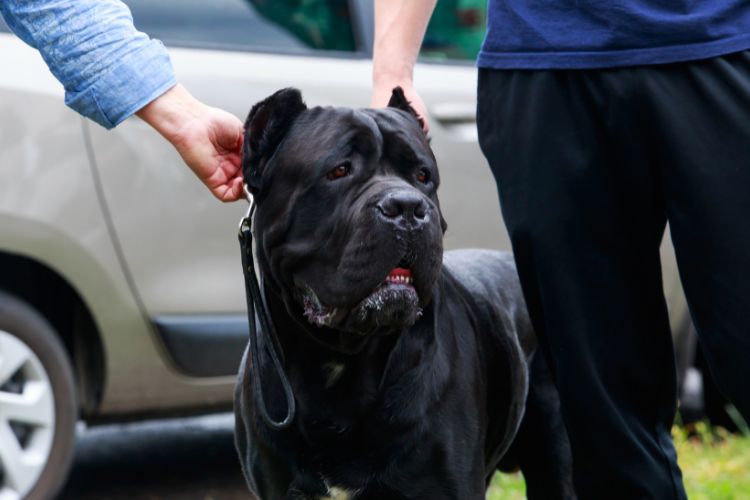 cachorro cane corso com pessoas