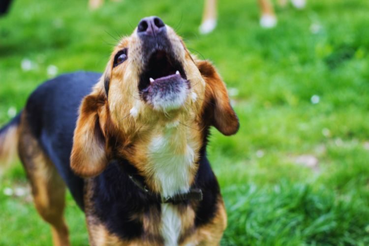 cachorro uivando no jardim