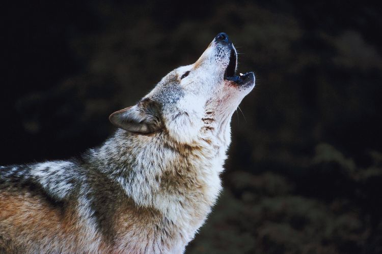 lobo uivando na natureza 