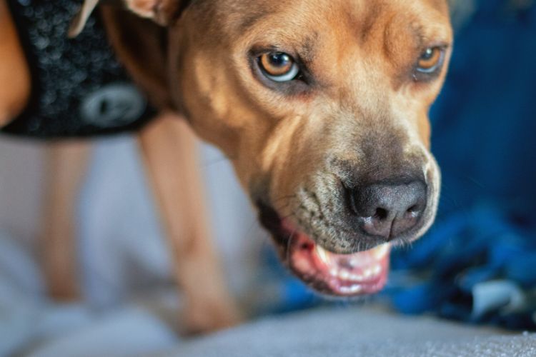 cachorro agressivo olhando para frente