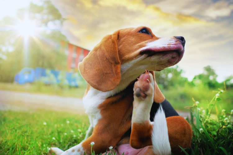 cachorro beagle se coçando na grama