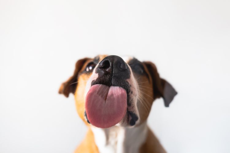 cachorro com a lingua a mostra