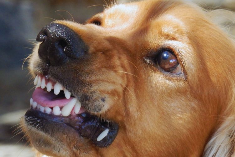 cachorro com os dentes a mostra