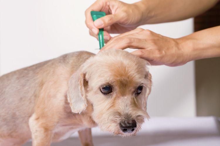 cachorro com pipeta atipulga