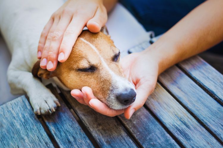 cachorro deitado com dono fazendo carinho