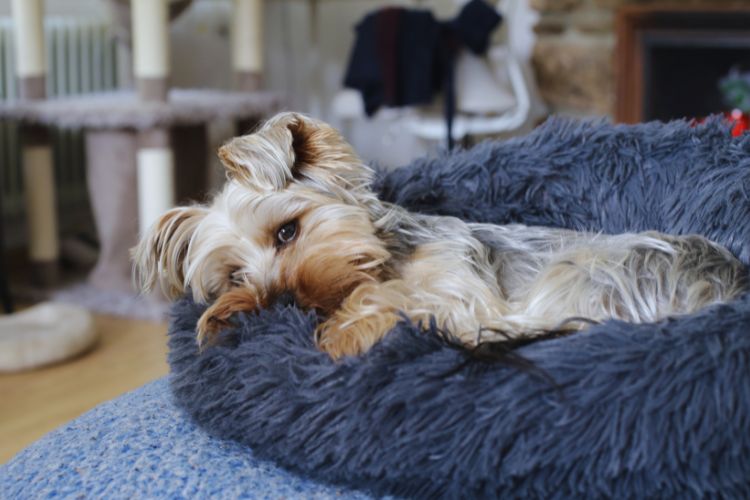 cachorro deitado em cama para cachorros