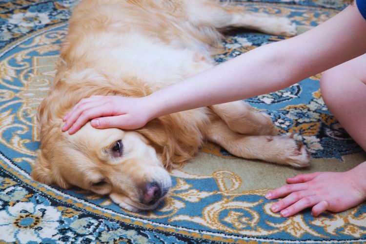 cachorro doente deitado no tapete