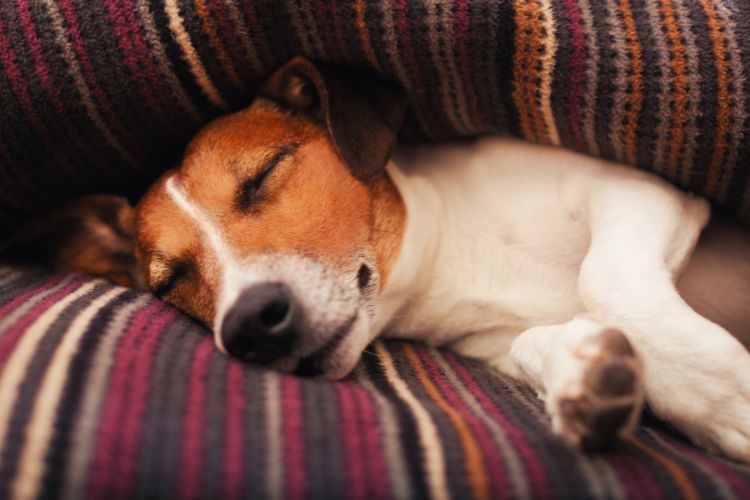 cachorro dormindo debaixo de almofada