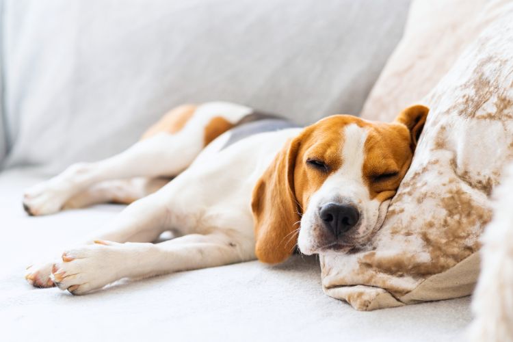 cachorro dormindo no sofá da casa