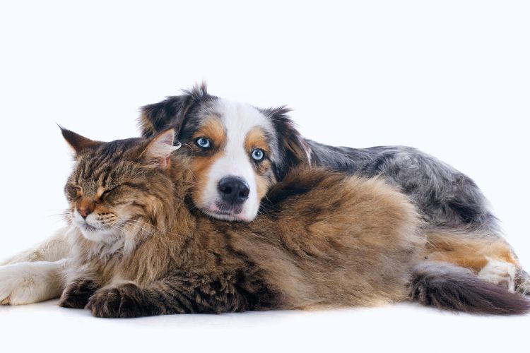 cachorro e gato deitado juntos