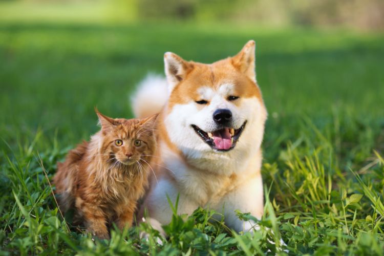 cachorro e gato juntos na grama