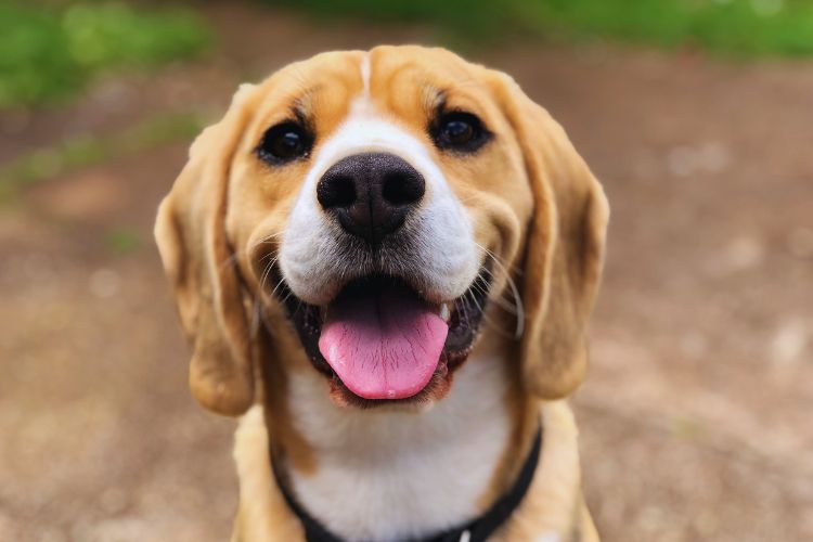 cachorro feliz olhando para frente