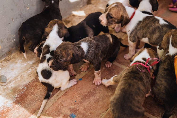 cachorro filhotes juntos em creche