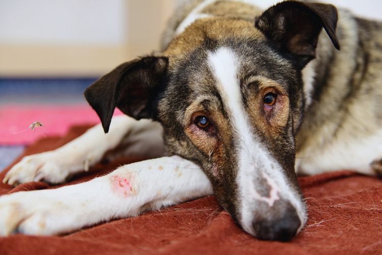 cachorro grande doente deitado no tapete