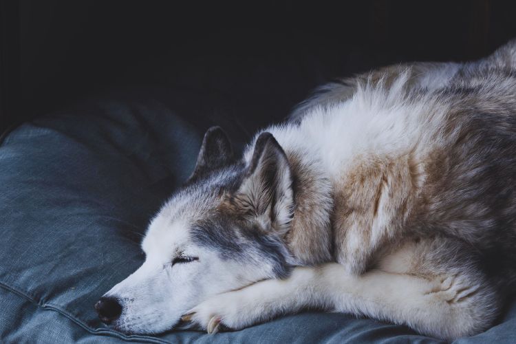 cachorro husky siberiano dormindo