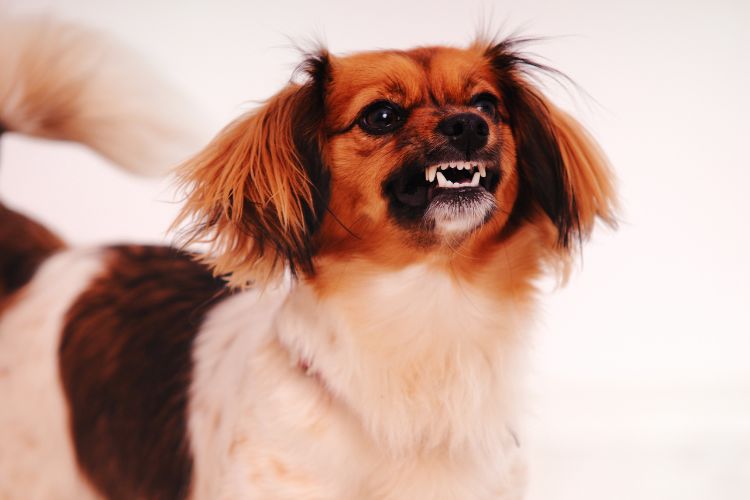 cachorro irritado mostrando os dentes